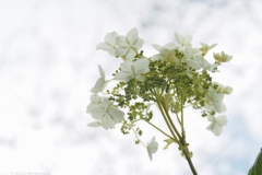 vlier#(20220529) flora