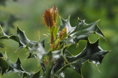 hulst#(20210529) flora