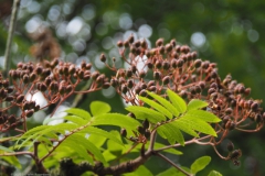 lijsterbes#(20220529) flora