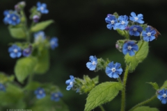 ossentong#(20220529) flora