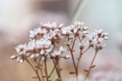 sedum#(20240529) flora