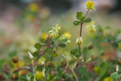 klaver#(20240529) flora