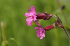dagkoekoeksbloem#(20210529) flora