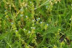 veldereprijs#(20210529) flora