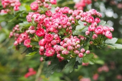 meidoorn#(20210529)b flora