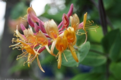 kamperfoelie#(20230530) flora