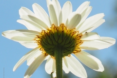 margriet#(20200601)aa flora