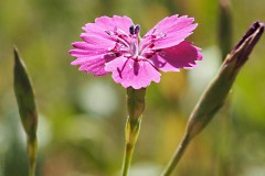 anjer#(20200601) flora