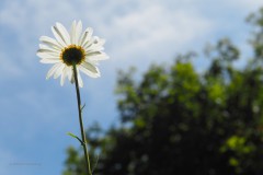 margriet#(20200601)a