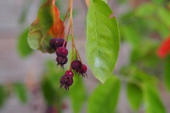 krentenboompje#(20200601) fkora