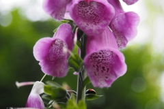 vingerhoedskruid#(20220603)d flora