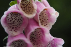 vingerhoedskruid#(20220603)c flora