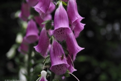 vingerhoedskruid#(20220603)a flora