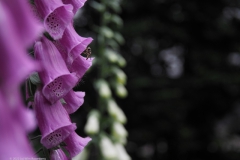 vingerhoedskruid#(20220603)b flora