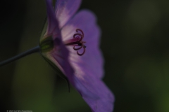 geranium#(20220604)b flora