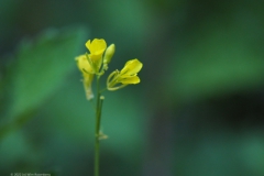 kruisbloemenfamilie#20220604)b flora