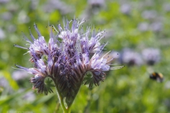 phacelia#(20230604) flora