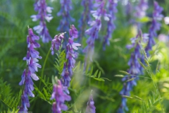 wikke#(20230604) flora