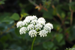 zevenblad#(20240607) flora