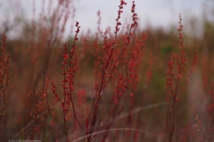 zuring#(20230607) flora