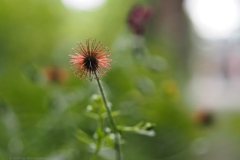 geel nagelkruid#(20240607) flora