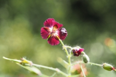 donkere ooievaarsbek#(20240607)a flora