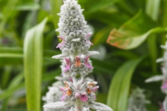 wollige andoorn#(20240607) flora