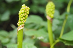 gevlekte aronskelk#(20240607) flora