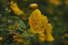 hypericum#(20240607) flora