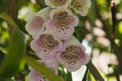 vingerhoedskruid#(20210610) flora