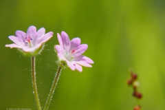 ooievaarsbek#(20220611) flora