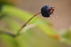 krentenboompje#(20200611)aa flora