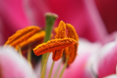 lelie#(20240612) flora