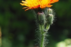 havikskruid#(202320613) flora