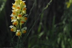 vlasbekje#(20210613) flora