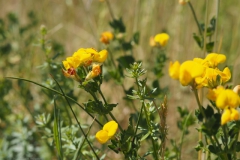 klaver#(20210613)b flora