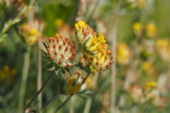 klaver#(20210613)a flora