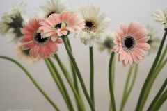 gerbera#(20220614)b flora