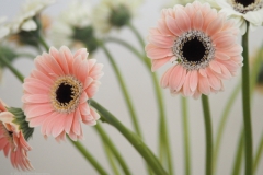 gerbera#(20220614)d flora