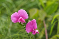 lathyrus#(20240614)a flora