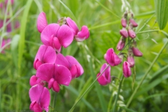 lathyrus#(20240614)b flora