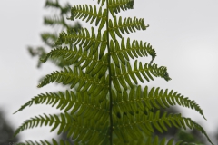 varen#(20240614) flora