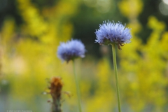 zandblauwtje#(20220617)re flora