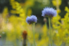zandblauwtje#(20220617)li flora