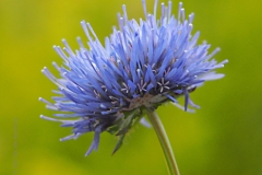 zandblauwtje#(20220617)e flora