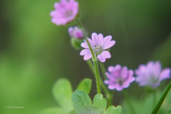 ooievaarsbek#(20190617) flora