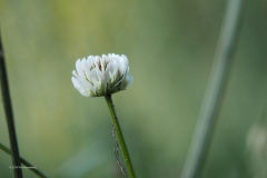 klaver#(20190617) flora