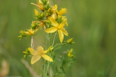 sint-janskruid#(20220617) flora