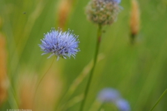 zandblauwtje#(20220617)b flora