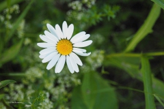 margriet#(20190617)